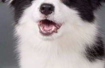 陨石边境牧羊犬价格,品质与地域影响下的价格波动”