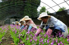 名贵药材种植,品种、技术与市场前景解析