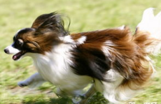 蝴蝶犬能长多大,蝴蝶犬体型与成长特点概述