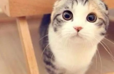 娱乐吃瓜君折耳猫视频,娱乐吃瓜君视频引发的宠物关爱讨论