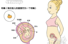 怀孕11周症状,身体变化与早期症状揭秘