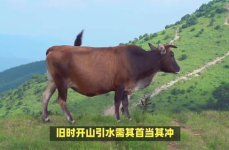 冲锋陷阵是什么生肖,冲锋陷阵的勇者风采